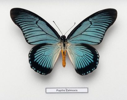 null Set of 3 boxes with one Ornithoptera poseridon priamus, one papilio ulysses...