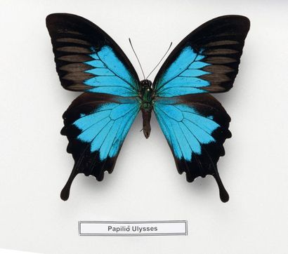 null Set of 3 boxes with one Ornithoptera poseridon priamus, one papilio ulysses...