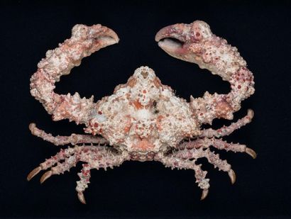 null A battle crab (Portubus armatus) 
An amazing rock crab (Daldorfia horrida)
Dim:...