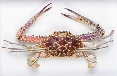 null A battle crab (Portubus armatus) 
An amazing rock crab (Daldorfia horrida)
Dim:...