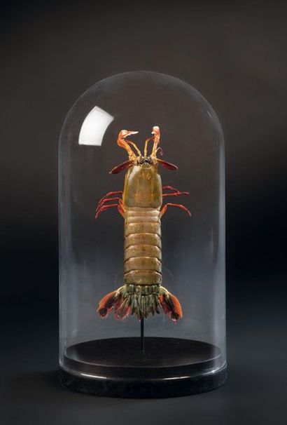 null Mantis shrimp or Gonodactylus chiragra under globe 
They are part of the so-called...