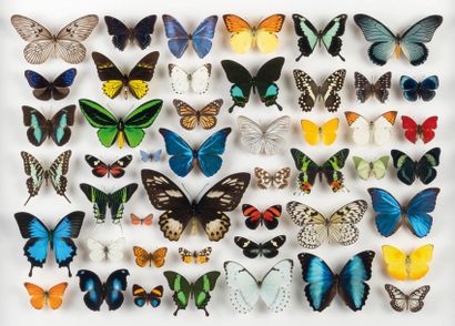 null Panache de 46 papillons du monde présentés sous verre
Dim : 82 x 62 cm Annexe...
