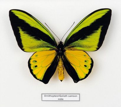 null Couple of Ornithoptera goliath samson in two boxes
Exceptional large butterfly
Dim....