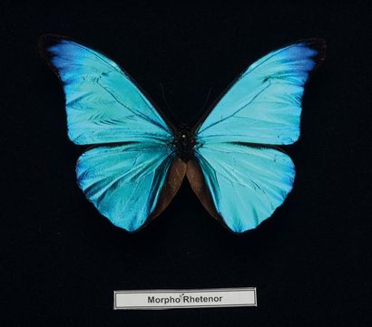 null Superb Morpho Rhéténor in a black box.
This metallic blue is one of the most...