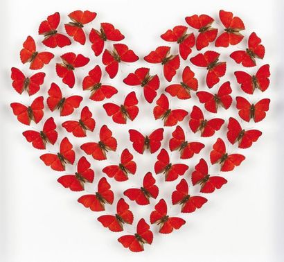null « Le coeur amoureux » 
Composition originale d'un coeur rouge vif avec des Cymothoé...