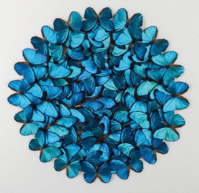 null Composition with Morpho menelaus in round under glass
Dim. 80 x 80 cm