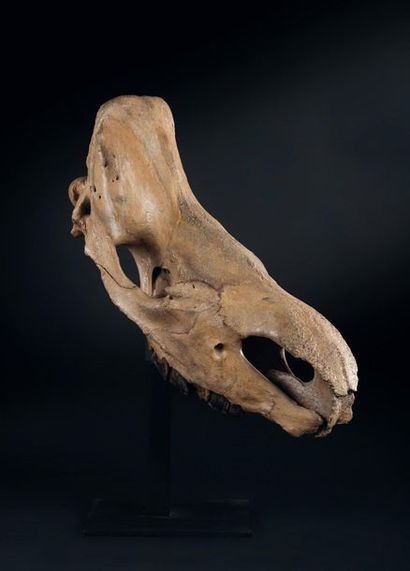null Rare crâne de rhinocéros laineux (Coelodonta antiquitatis) monté sur socle tournant.
Très...