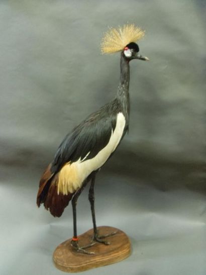 null Crowned crane (Balearica pavonina) (II/B) ringed: naturalized specimen on wooden...