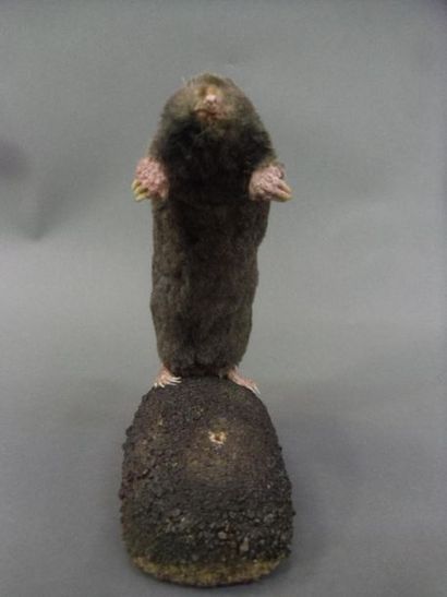 null Common mole (Talpa europea) (NR): naturalized specimen in bipedal station on...