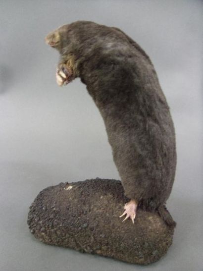 null Common mole (Talpa europea) (NR): naturalized specimen in bipedal station on...