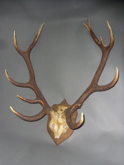 null Red Deer (Cervus elaphus) (CH) : killing of a specimen with 11 horns mounted...