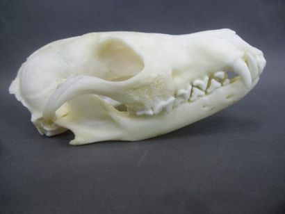 null Renard roux (Vulpes vulpes) (CH) : crâne avec dentition et mandibule inféri...