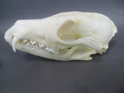 null Renard roux (Vulpes vulpes) (CH) : crâne avec dentition et mandibule inféri...