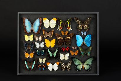 null Composition of a panel of butterflies of the world

Size : 39 x 50 cm