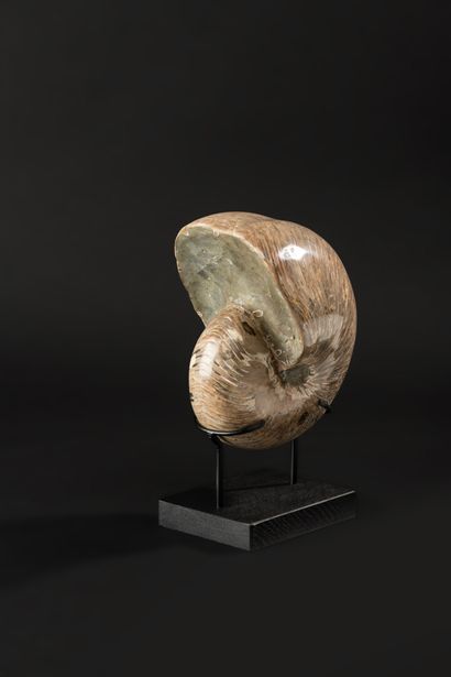 null Exceptional fossilized nautilus in perfect condition. This piece has red iridescence...