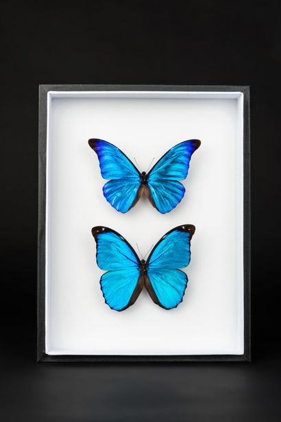 null Frame with 1 Morpho rhetenor and 1 Morpho menelaus

The electric blue color...