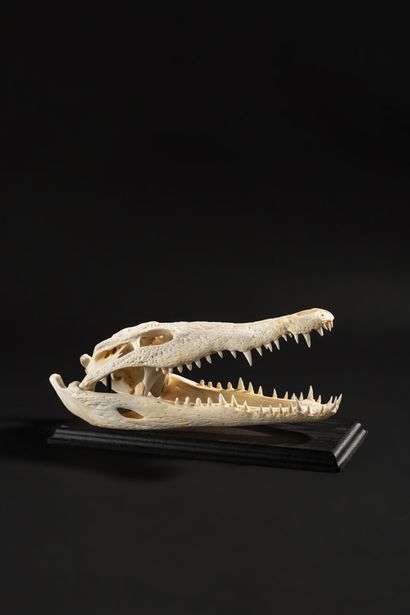 null Crocodile skull presented on a lacquered wooden base, Crocodilus niloticus.

Beautiful...