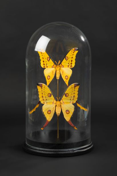 null Pair of comet butterflies (Argema mittrei) under glass globe.

Native to the...