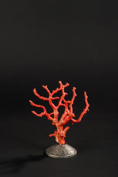 null Exceptional red Coral on old base.

The size is particularly important for this...