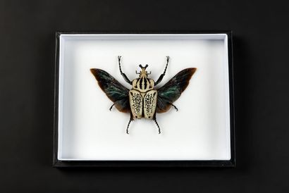 null Entomology box with the preparation of a male Goliathus orientalis open wings.

Dim...