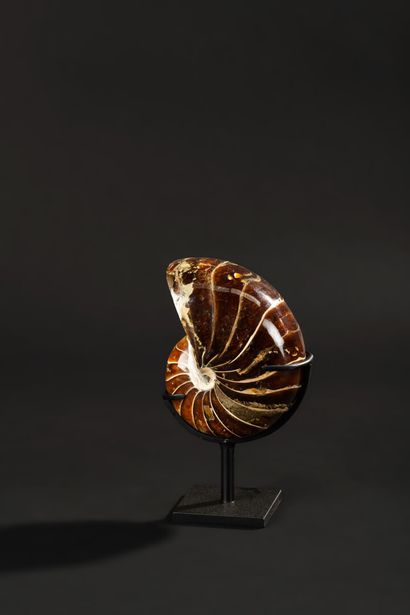 null Magnificent fossilized nautilus with the lodges in calcite

Total height 19...