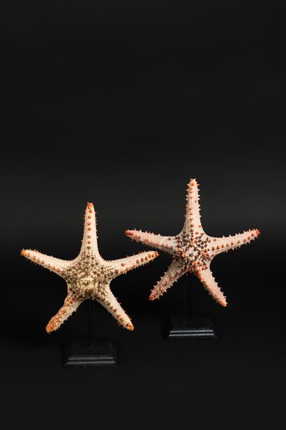 null Set of 2 horned starfish on a base. The natural colors are perfectly preserved

Total...