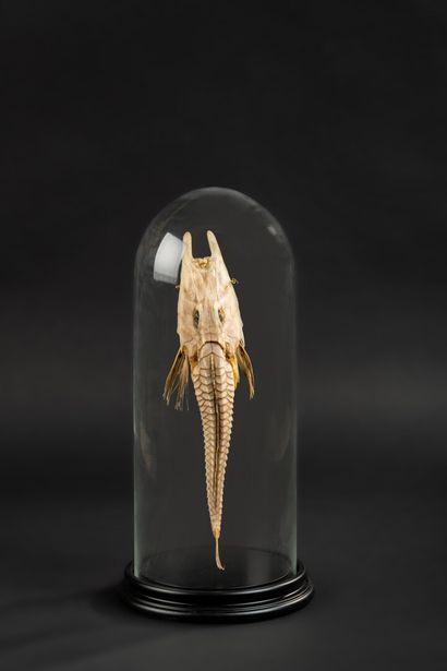 null Surprising marine bone fish (Peristedion cataphractum) or fork fish under glass...