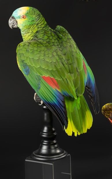 null Magnificent blue-fronted Amazon (IIB) mounted with its wings open, revealing...