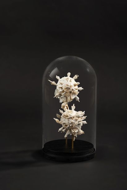 null Strange pair of shells under glass globe.

It is about Xenophora pallidula having...