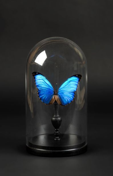 null Glass globe with a morpho Menelaus on a turned foot

Total height 27 - Diam....