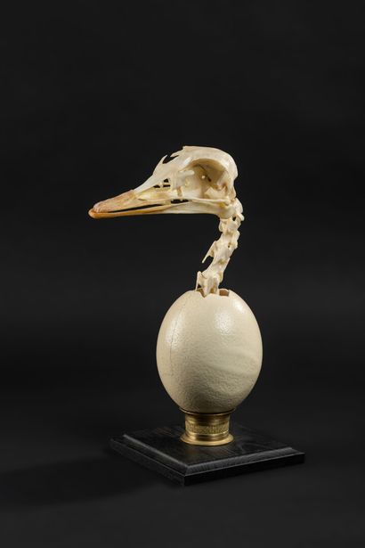 null Original presentation typical of a cabinet of curiosities for this egg and ostrich...