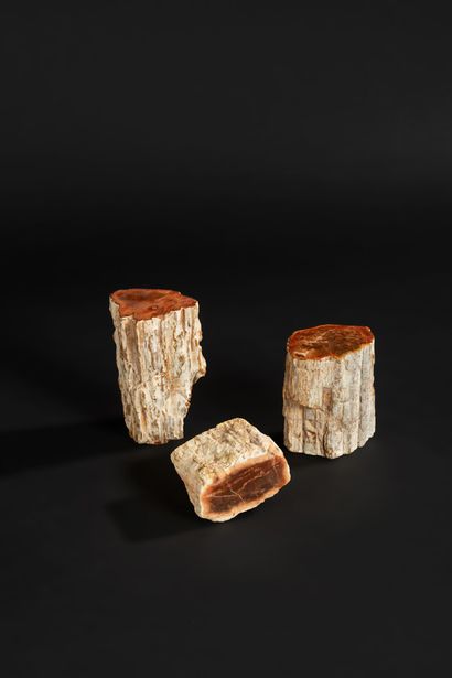 null Lot de 3 troncs de bois pétrifiés rouges.

Haut. 7 cm, 11 cm et 14 cm