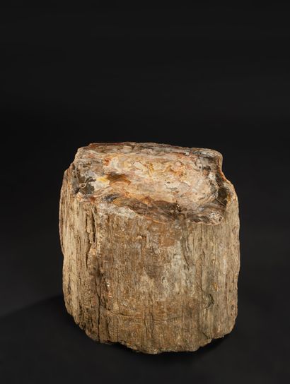 null Araucaria petrified wood trunk of 137kg.

Exceptional preservation of the structure...
