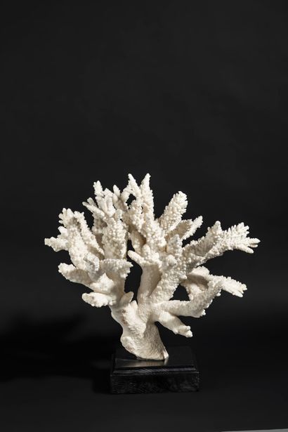 null Beautiful coral branch on a base. Acropora Florida, IIB.

Total height 49 -...