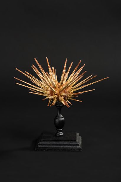 null Delicate sea urchin in perfect condition on a turned foot. This specimen of...