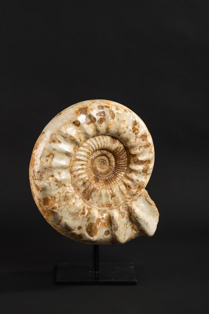 null Superb pearly white Ammonite, Cranosphinctes, clear on both sides.

Rotating...