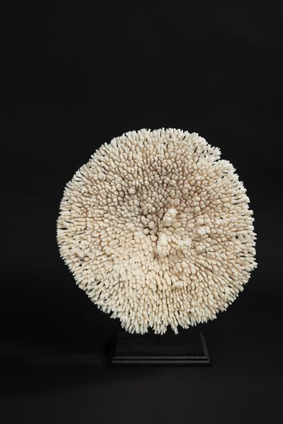 null Superb presentation for this table coral on a molded wooden base. Acropora Latistella,...