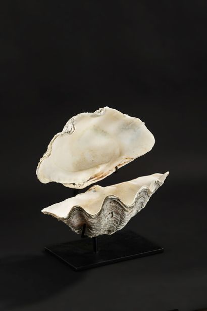null Complete clam presented open on a base.

The giant tridacne or giant clam (Tridacna...