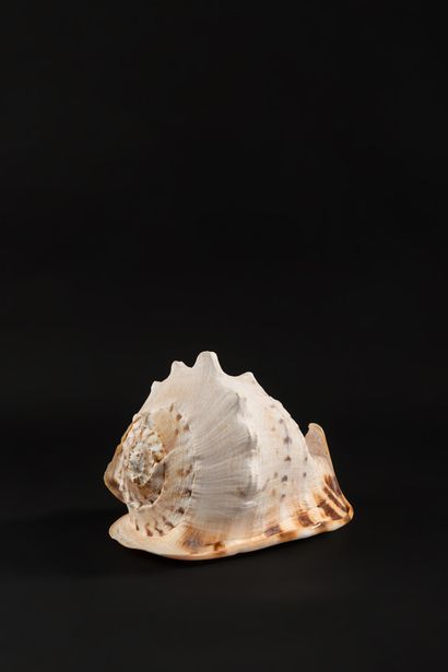 null Giant shell Cassidae, Cassis Cornuta, in perfect condition. Every detail is...