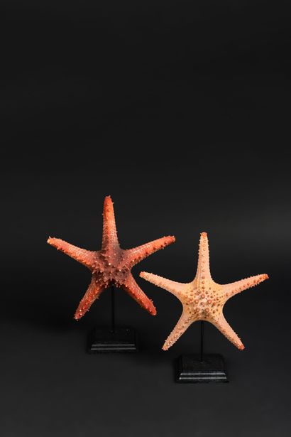 null Set of 2 red horned starfish. The natural colors are perfectly preserved

Total...