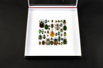 null Modern presentation of a set of large beetles

Each insect is carefully selected...