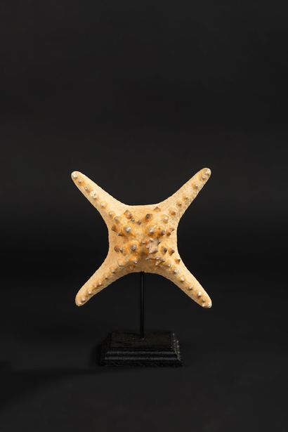null Rare pathological starfish (4 arms) on base. Typical cabinet of curiosities

Total...