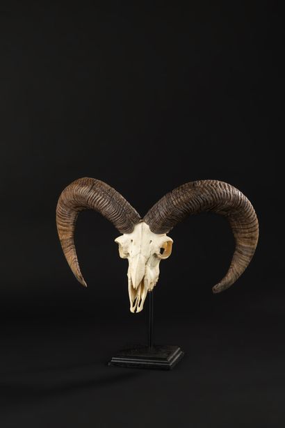 null Original presentation of a mouflon skull on a base

Total height 41 - Width...