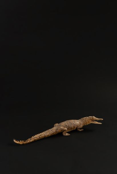null Young naturalized crocodile from the early 19th century

68 cm long (accidents...