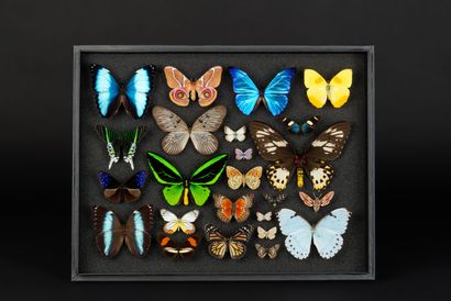 null Composition d'un panel de papillons du monde

Dim. 39 x 50 cm