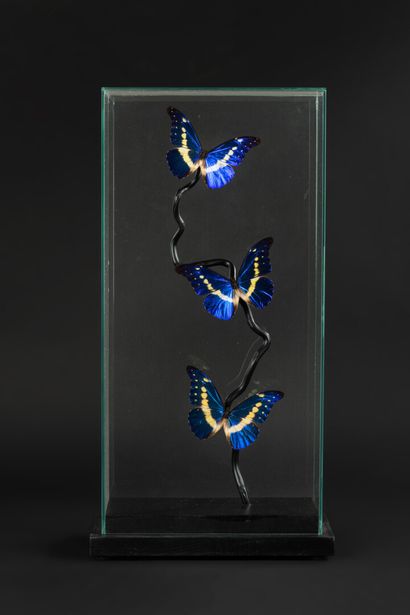 null Delicate and modern composition for this Morpho Helena display. This lepidopteran...