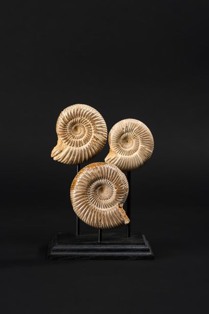 null Nice set of 3 Cranosphinct Ammonites, presented on a wooden base. Beautiful...