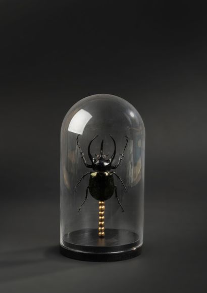 null Specimen of giant exotic beetle (Chalcosoma Atlas male) presented under glass...