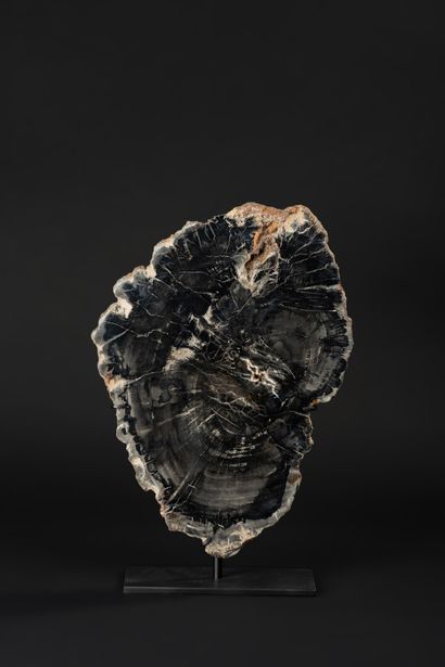 null Rare slice of petrified wood of black coloring.

The fossilization is perfect...