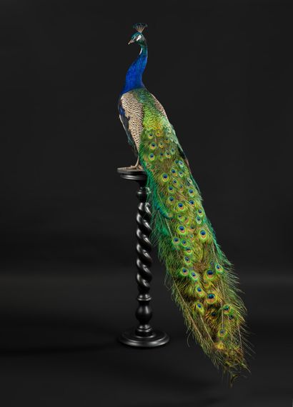 null Blue peacock on a turned stand.

Pavo cristatus.

Total height on base 1,68...